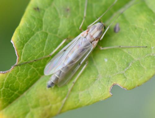 Réf. 268 912 : Chironomini inconnu